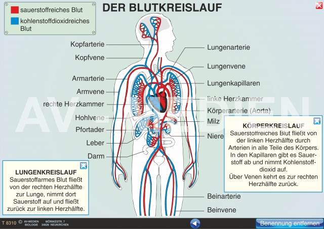 Der Blutkreislauf - AV-Medien Onlineshop