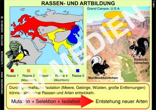 Rassen- und Artbildung