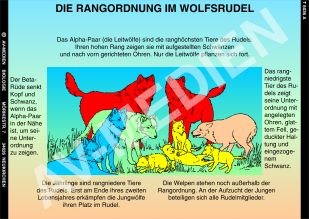 Die Rangordnung im Wolfsrudel