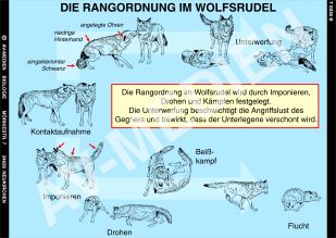 Die Rangordnung im Wolfsrudel