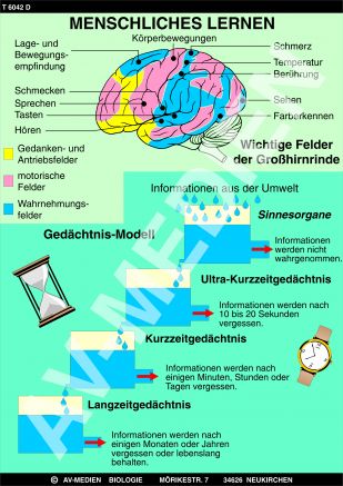 Menschliches Lernen