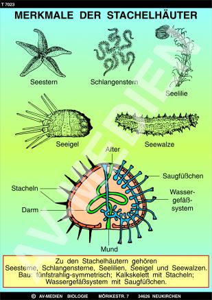 Merkmale der Stachelhäuter