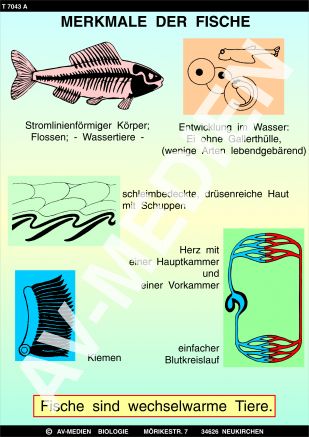 Merkmale Der Fische - AV-Medien Onlineshop