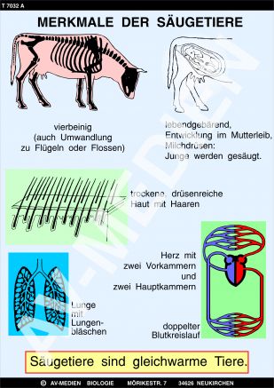 Merkmale der Säugetiere