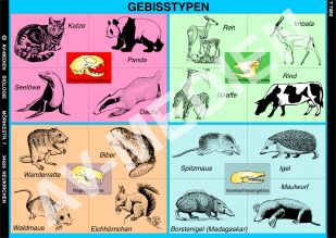 Gebisstypen der Säugetiere