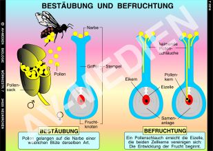 Bestäubung und Befruchtung