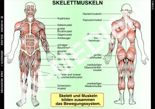 Skelett und Muskulatur