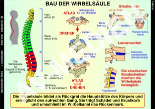 Bau der Wirbelsäule und Haltungsfehler