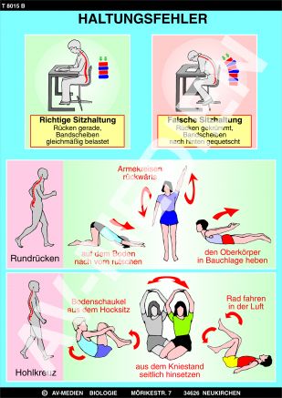 Bau der Wirbelsäule und Haltungsfehler