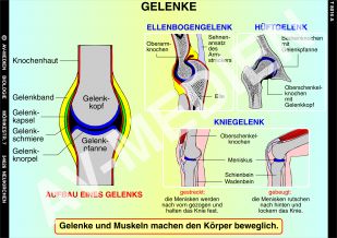 Gelenke und Gelenktypen