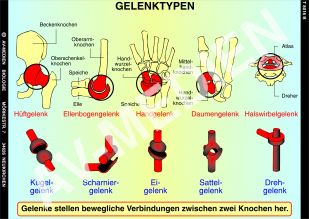 Gelenke und Gelenktypen