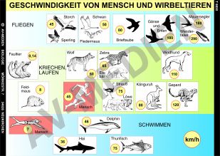 Geschwindigkeit von Mensch und Wirbeltieren