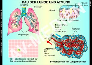 Bau der Lunge und Atmung