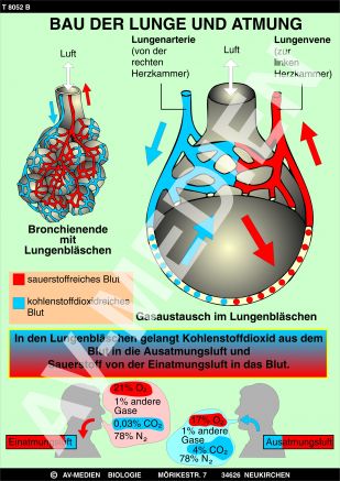 Bau der Lunge und Atmung