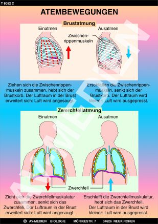 Bau der Lunge und Atmung