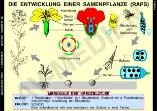 Kreuzblütler