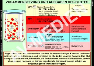 Zusammensetzung und Aufgaben des Blutes