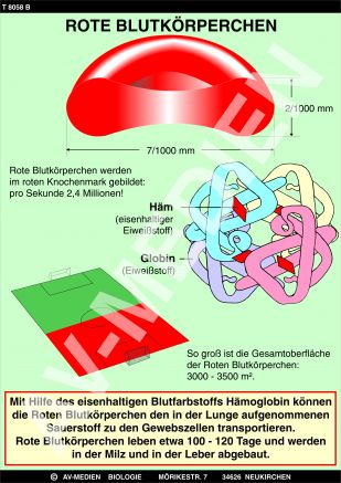 Zusammensetzung und Aufgaben des Blutes