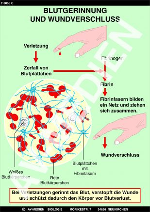 Zusammensetzung und Aufgaben des Blutes