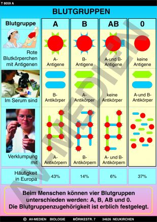 Blutgruppen, Rhesusfaktor, Blutübertragung - AV-Medien Onlineshop