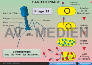 Bakteriophage