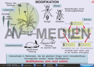 Mutation - 319 1