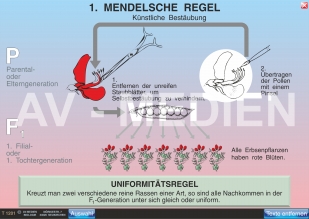 1. Mendelsche Regel: Uniformitätsgesetz