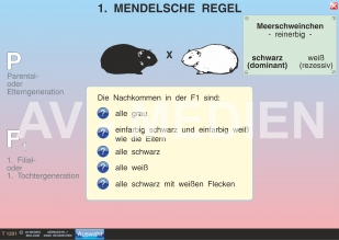 1. Mendelsche Regel: Uniformitätsgesetz