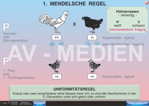 1. Mendelsche Regel: Uniformitätsgesetz