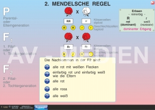 2. Mendelsche Regel: Spaltungsgesetz