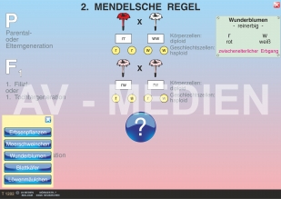 2. Mendelsche Regel: Spaltungsgesetz