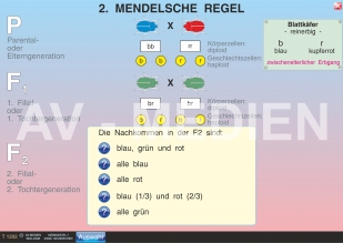 2. Mendelsche Regel: Spaltungsgesetz