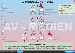 2. Mendelsche Regel: Spaltungsgesetz