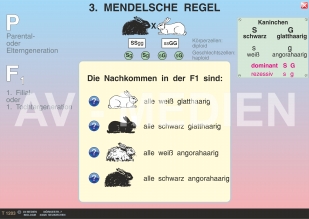 3. Mendelsche Regel: Unabhängigkeitsgesetz