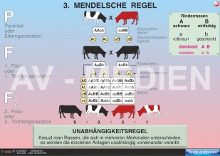 3. Mendelsche Regel: Unabhängigkeitsgesetz