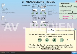 3. Mendelsche Regel: Unabhängigkeitsgesetz