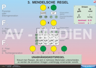 3. Mendelsche Regel: Unabhängigkeitsgesetz