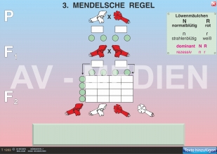 3. Mendelsche Regel: Unabhängigkeitsgesetz