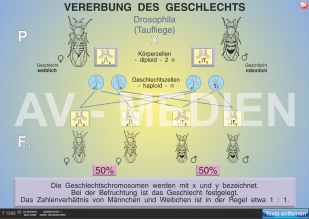 Vererbung des Geschlechts / Geschlechtsgebundene Vererbung