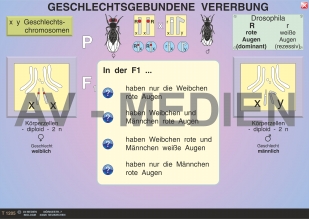 Vererbung des Geschlechts / Geschlechtsgebundene Vererbung