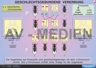 Vererbung des Geschlechts / Geschlechtsgebundene Vererbung