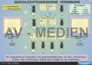 Vererbung des Geschlechts / Geschlechtsgebundene Vererbung