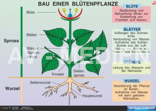 Bau einer Blütenpflanze