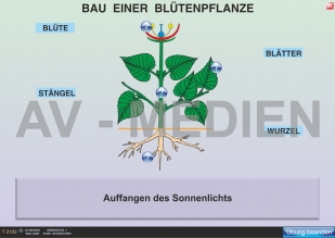 Bau einer Blütenpflanze