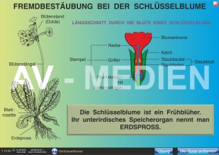 Fremdbestäubung bei der Schlüsselblume