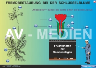 Fremdbestäubung bei der Schlüsselblume