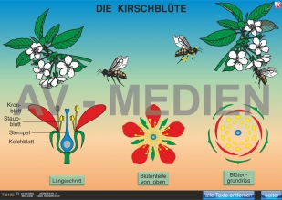 Die Kirschblüte