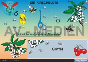 Die Kirschblüte