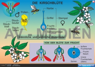 Die Kirschblüte