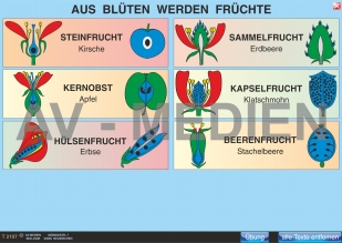 Aus Blüten werden Früchte